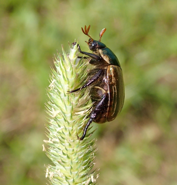 Rutelidae da confermare - Mimela junii junii